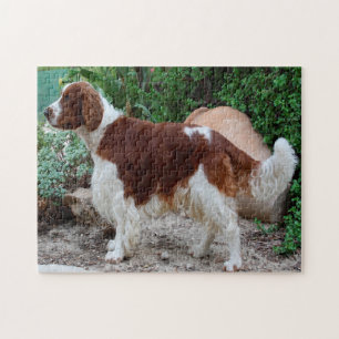 Walisische Springer Spaniel Hund Puzzles.