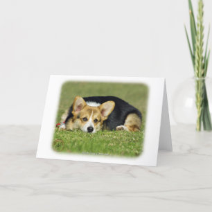 Walisischer Corgi (Pembroke) Karte