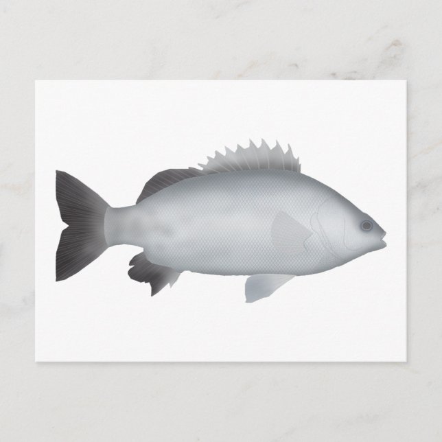 Walisischer Grunter Postkarte (Vorderseite)