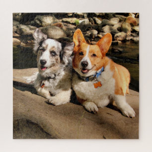 Walisisches Corgis-Puzzle