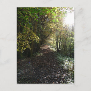 "Walk on a Woodland Path" Northumberland Postkarte