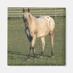 Walking Appaloosa Magnet