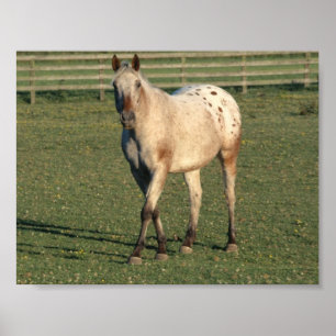 Walking Appaloosa Poster