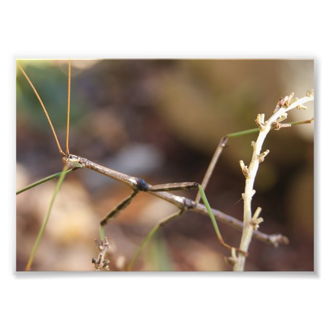 Walking Stick Bug 7 x 5 Fotografischer Druck (Vorne)