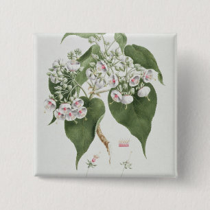 Walkuffa No.5 Dombeya torrida (w/c über Graphit O Button