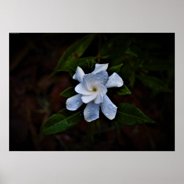 Wall Art Poster (Vorne)