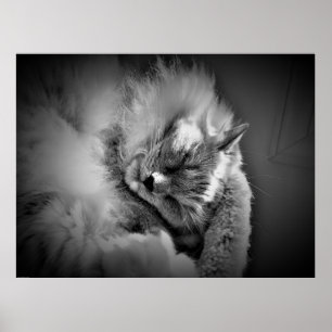 Wall Art Poster