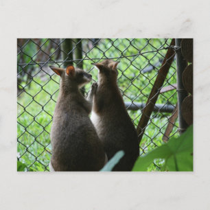 Wallabies Postkarte