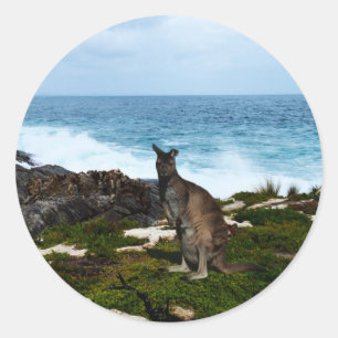 Wallaby an den Felsen am Meer, Rundkleber Runder Aufkleber
