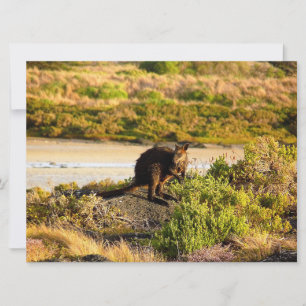 Wallaby an der Riverside