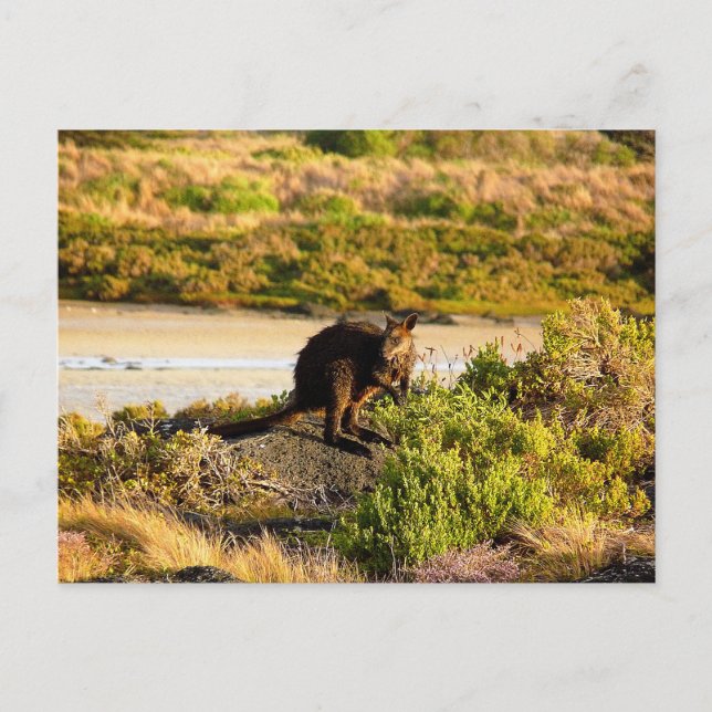 Wallaby an der Riverside Postkarte (Vorderseite)