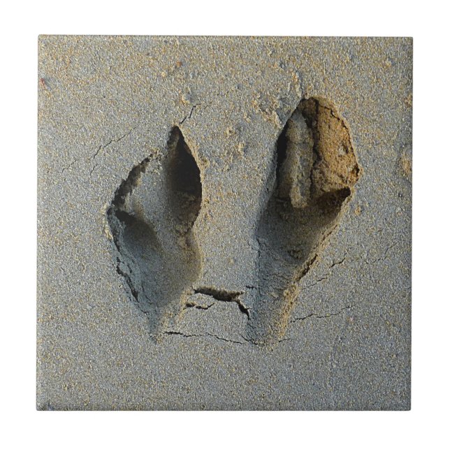 Wallaby Footprints in Sand Fliese (Vorderseite)
