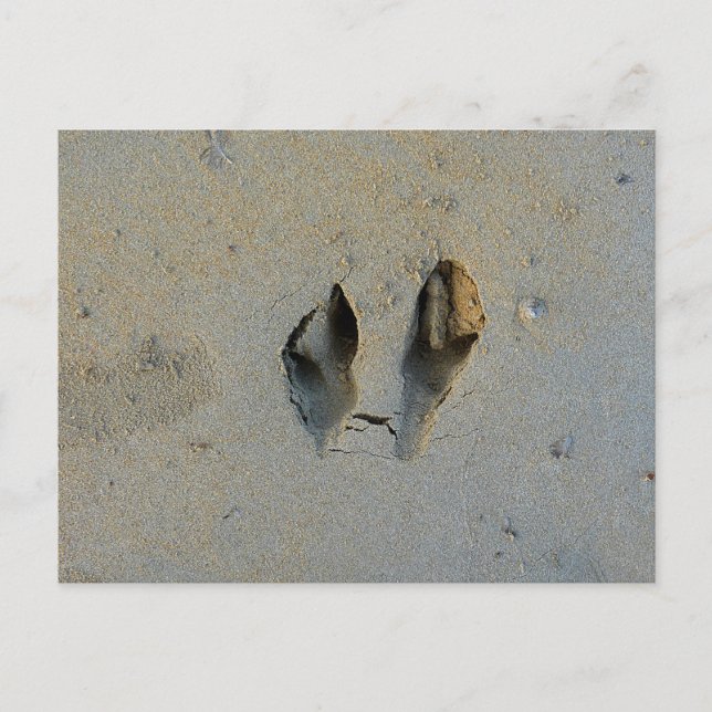 Wallaby Footprints in Sand Postkarte (Vorderseite)