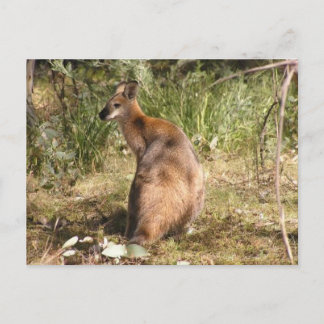 Wallaby Postkarte