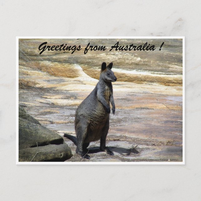 Wallaby Postkarte (Vorderseite)