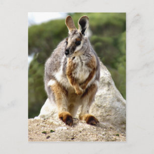Wallaby Postkarte