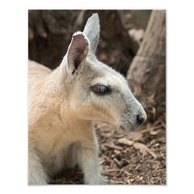 Wallaby Profile Fotodruck (Vorne)