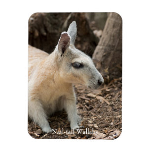Wallaby Profile Magnet