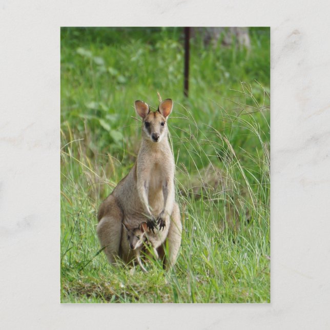 WALLABY UND JOEY LÄNDLICHE QUEENSLAND AUSTRALIEN POSTKARTE (Vorderseite)