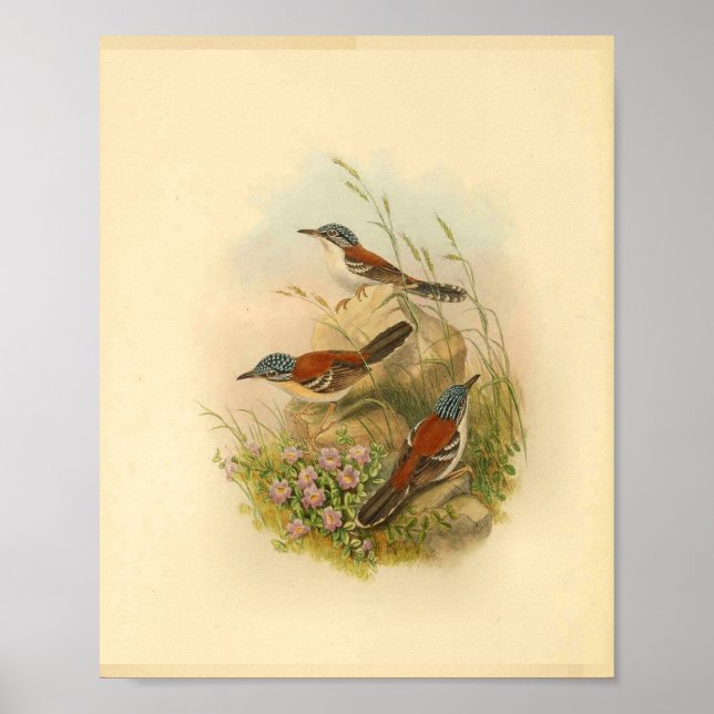 Wallace's Todopsis Wren Brown Bird Vintag Print Poster (Vorne)
