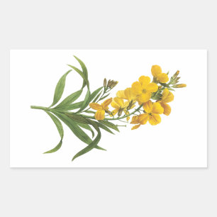 Wallblume (Cheiranthus flavus) von Redouté Rechteckiger Aufkleber