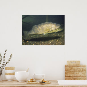 Walleye im Tank-Foto Poster