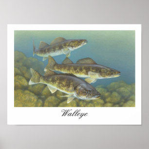 Walleye-Malereiplakat Poster