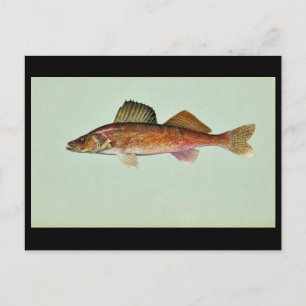 Walleye Postkarte