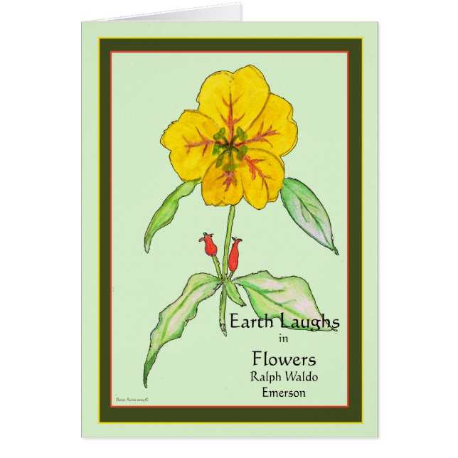 Wallflower (Vorne)