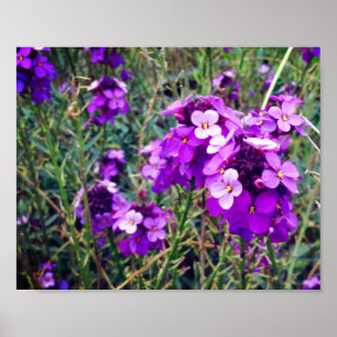 Wallflower Bowles Mauve #1 Poster
