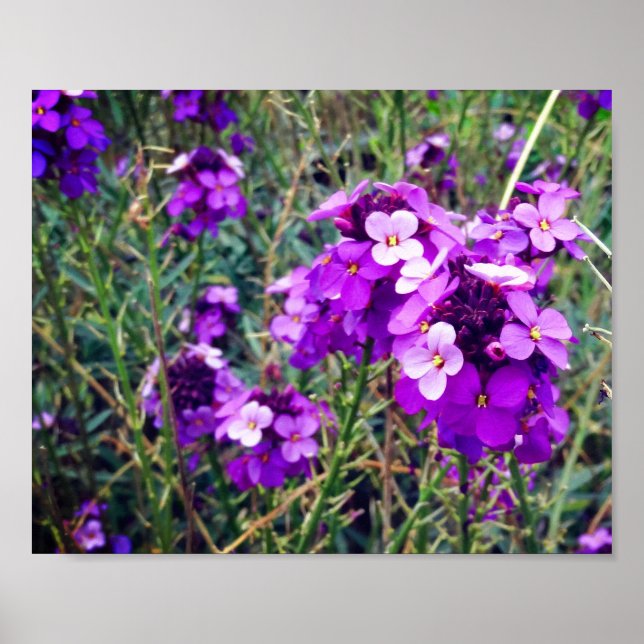 Wallflower Bowles Mauve #1 Poster (Devant)