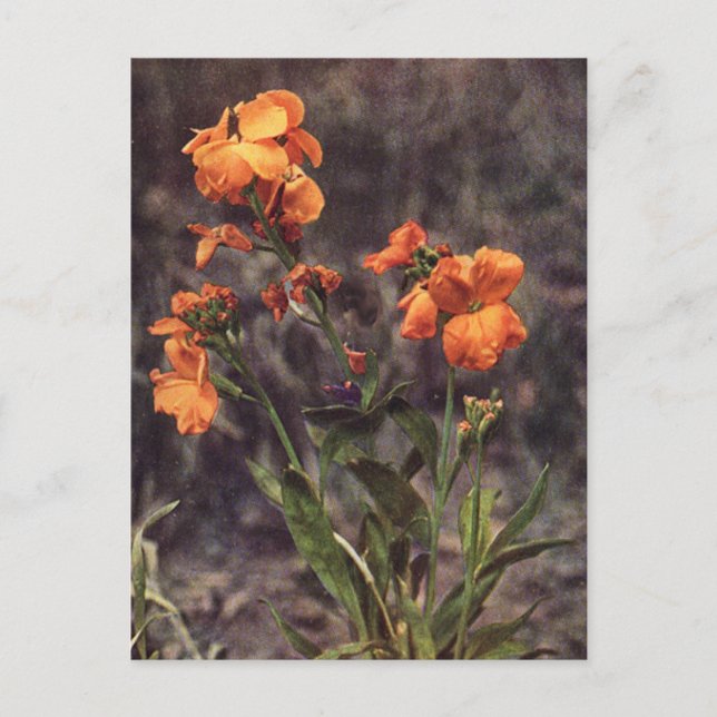 Wallflower-Wildblume Postkarte (Vorderseite)