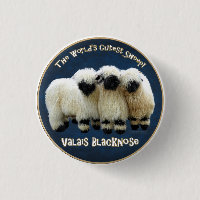 Wallis Blacknowledged - Das Niedlichste Schaf der