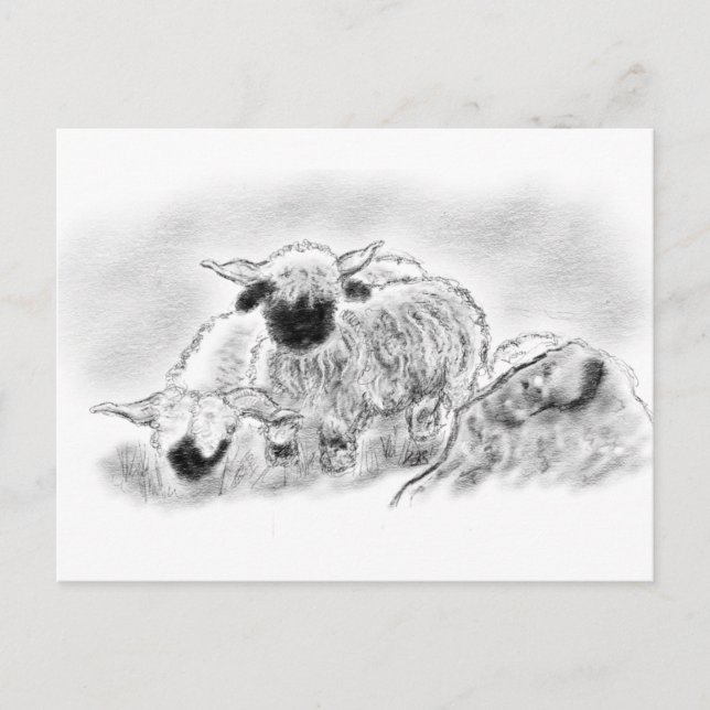 Wallis Blwlese Sheep Illustration Postkarte (Vorderseite)