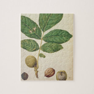 Walnuss, c.1568 (w/c auf Papier)