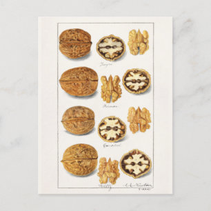 Walnüsse (Juglans) Aquarellmalerei Samen Postkarte
