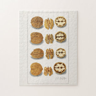 Walnüsse (Juglans) Fruchtfarben