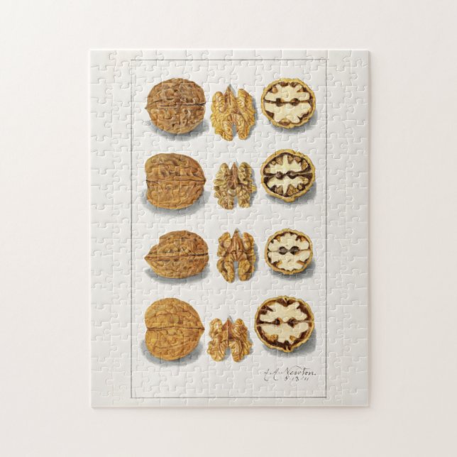 Walnüsse (Juglans) Fruchtfarben (Vertikal)