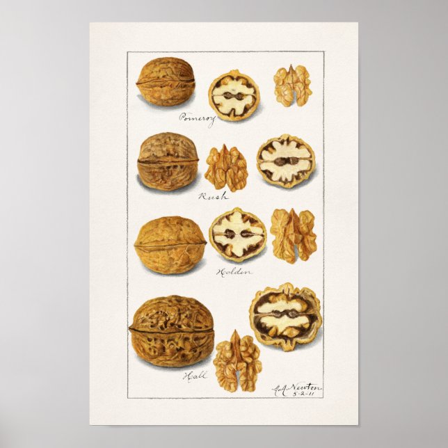 Walnüsse (Juglans) Fruchtfarben-Lackierposter Poster (Vorne)