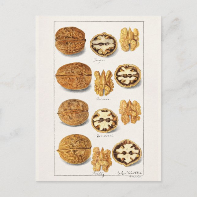 Walnüsse (Juglans) Samen Aquarellmalerei Postkarte (Vorderseite)