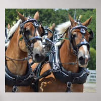 Walnut Hill Carriage Driving Horse Show