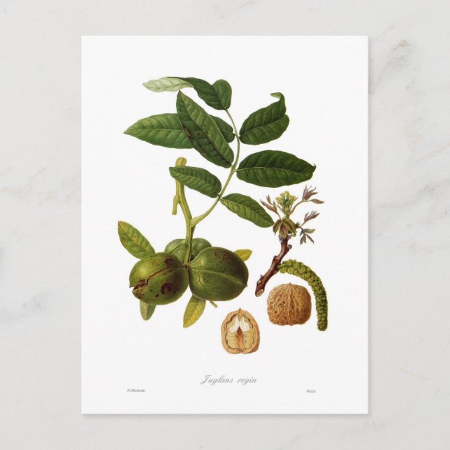 Walnut Postkarte (Vorderseite)