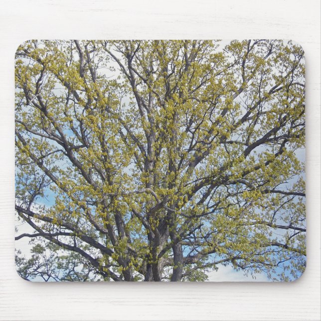 Walnut Tree Mousepad (Vorne)
