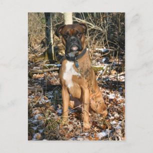 Walods Boxer Postkarte