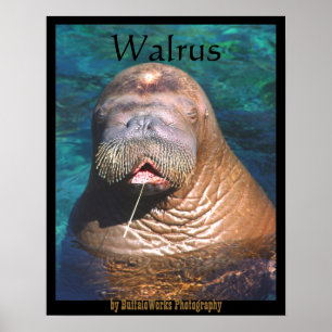 Walross Augen geschlossen Poster