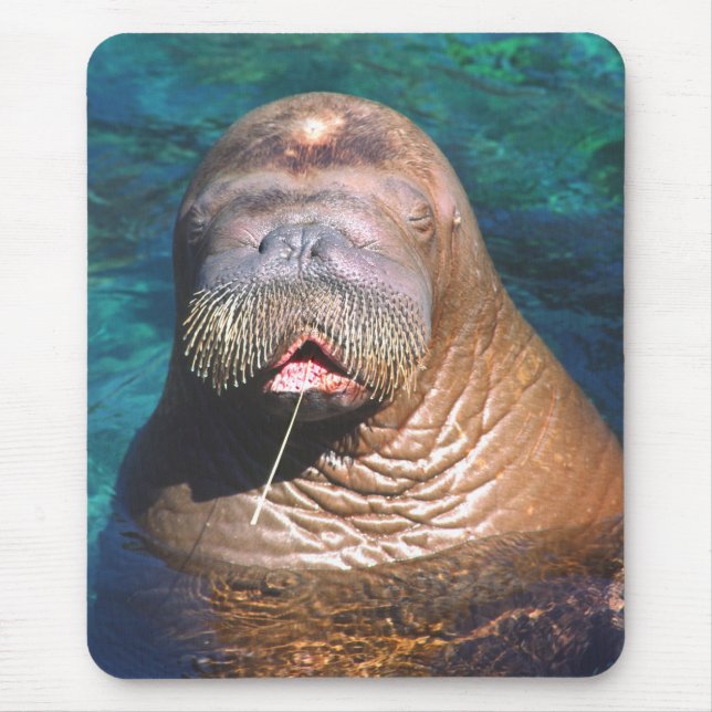 Walroß mustert geschlossenes Mousepad (Vorne)