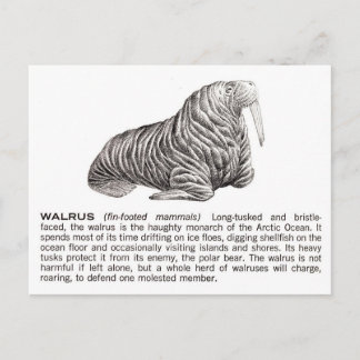 Walroß Postkarte