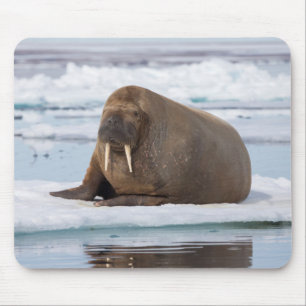Walross ruht auf Eis, Norwegen Mousepad
