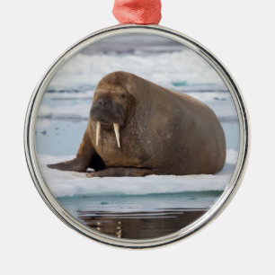 Walross ruht auf Eis, Norwegen Ornament Aus Metall