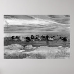 Walroß unter den Eisschollen in Bering-Meer Poster